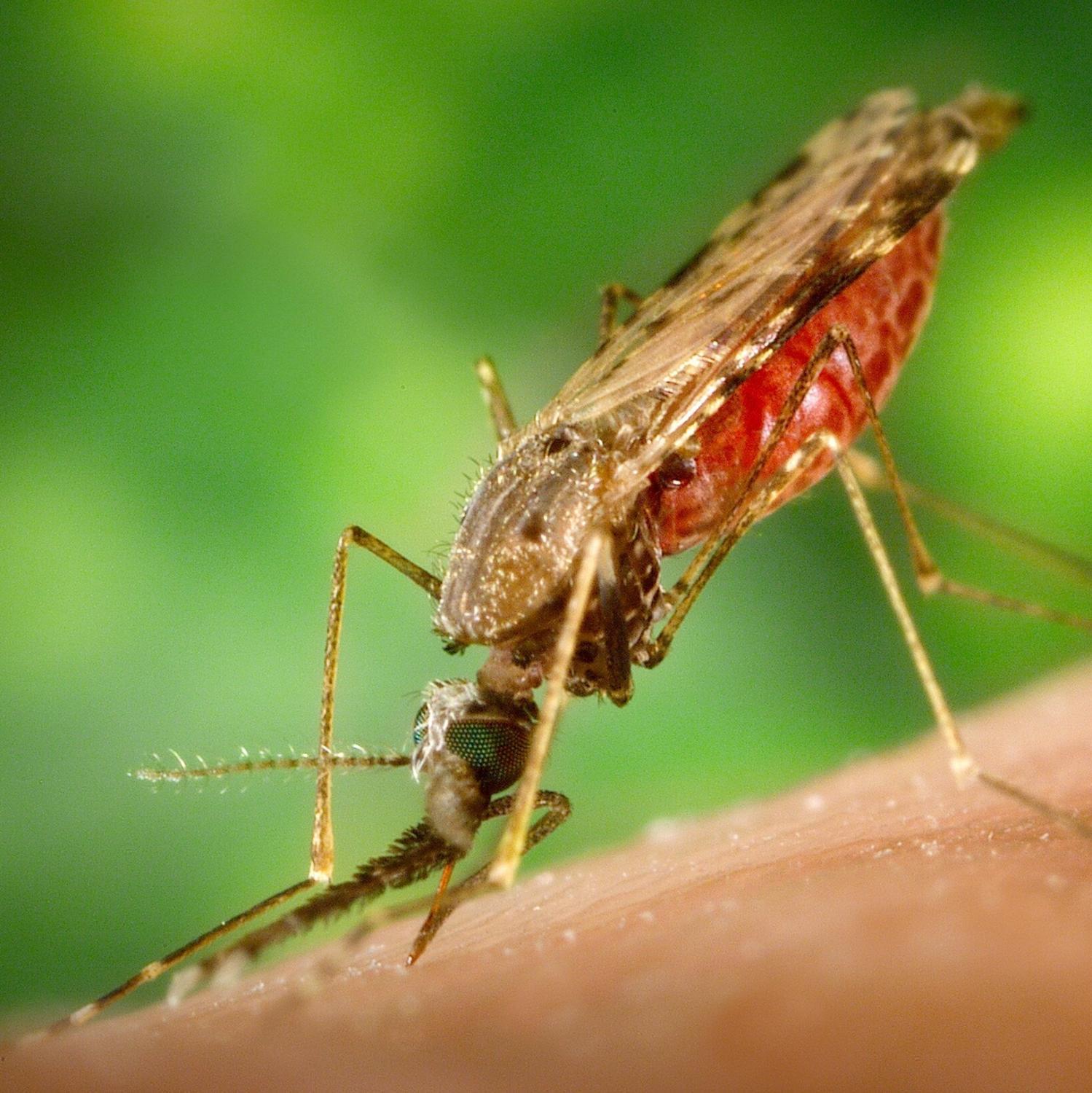 Малярия. Проще предупредить